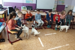 canis-03