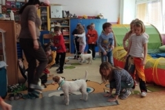 canis-11