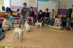 canis-19